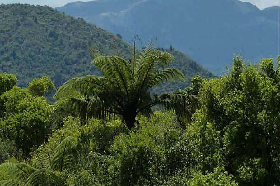 Draft forest policy misses the wood for the trees